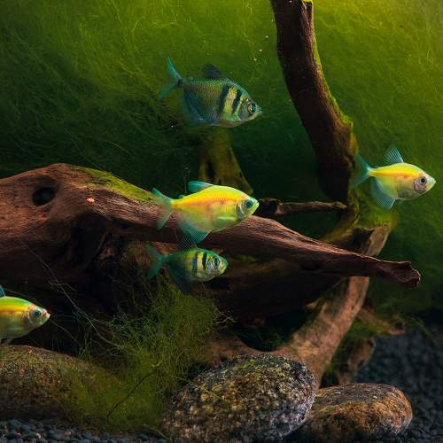 Preview Photographer\'s photo Gansukh Sukhbaatar