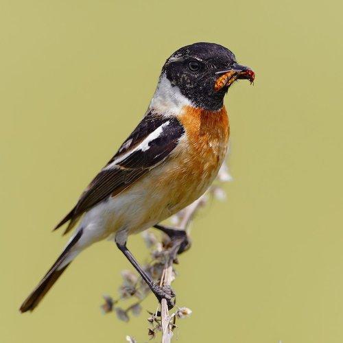 Превью фотографии фотографа holod