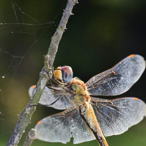 Превью фотографии фотографа Moura Denis