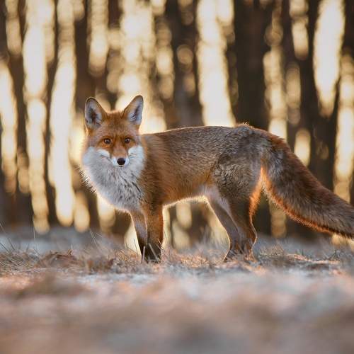 Preview Photographer\'s photo Michaela Firešová