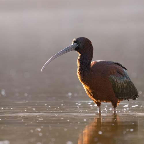 Preview Photographer\'s photo Tomanovic Slavisa