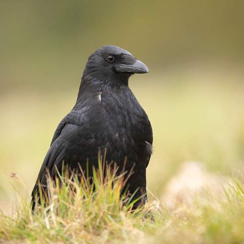 Превью фотографии фотографа MARIA KULA