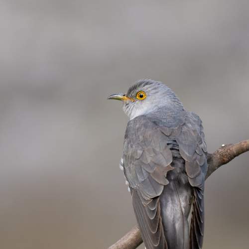 Preview Photographer\'s photo Tomanovic Slavisa