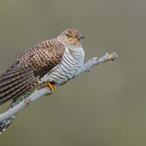 Preview Photographer\'s photo Tomanovic Slavisa