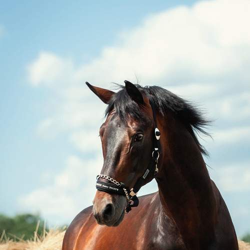 Превью фотографии фотографа Lesnoe Photo