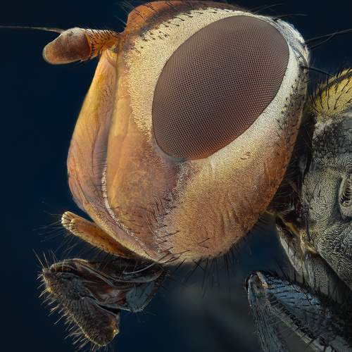 Превью фотографии фотографа Tsvetan Ganev