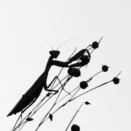 Превью фотографии фотографа Александр Журавлёв