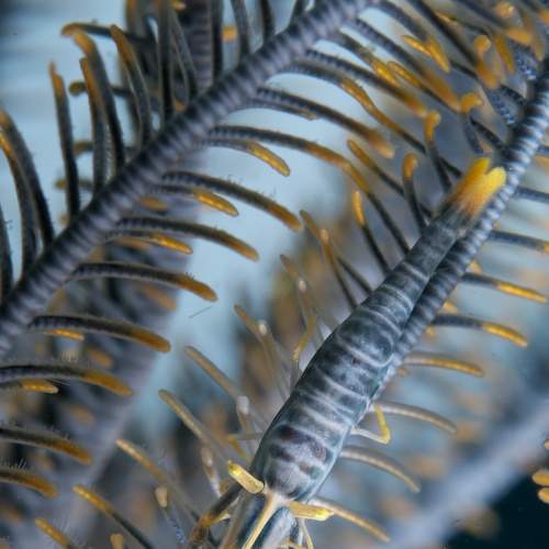 Превью фотографии фотографа Dmitry Chikishev