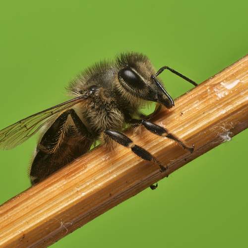 Превью фотографии фотографа Максим Вышарь