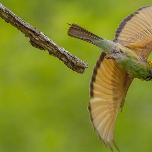 Preview Photographer\'s photo Venkat Mangudi