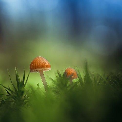 Preview Photographer\'s photo Gabriel Prescornita