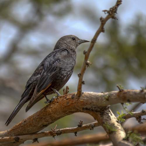 Превью фотографии фотографа Булкина Валентина