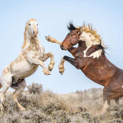 Превью фотографии фотографа Tony Douzenis