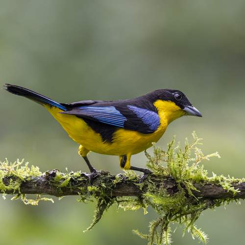 Preview Photographer\'s photo Fernando Burgalin Sequeira