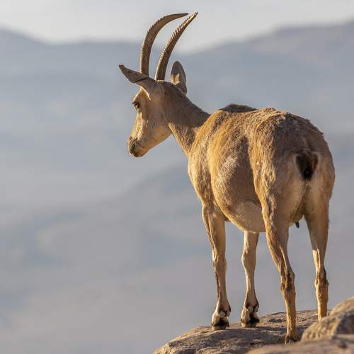 Превью фотографии фотографа Nikolay Tatarchuk