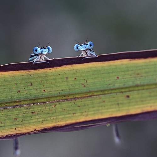 Preview Photographer\'s photo Ercan Yurt