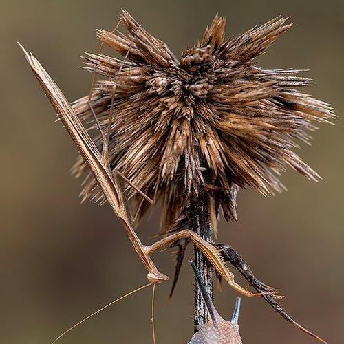 Превью фотографии фотографа Игорь ФУММ