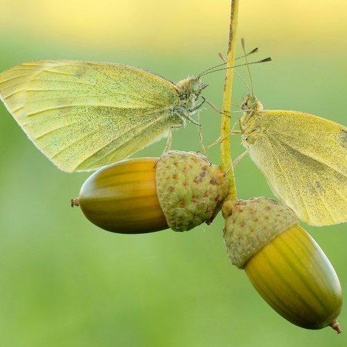 Превью фотографии фотографа Zbyszek  Walkiewicz