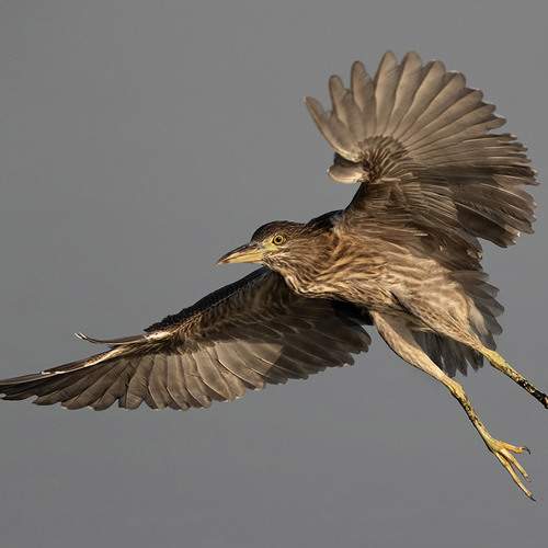 Превью фотографии фотографа Dr Ajay Kumar Singh