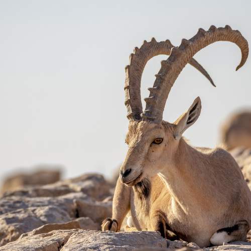 Превью фотографии фотографа Nikolay Tatarchuk