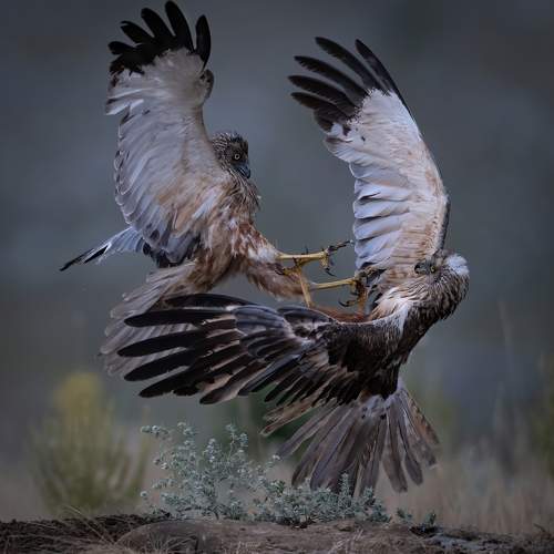 Preview Photographer\'s photo Мартин Попов