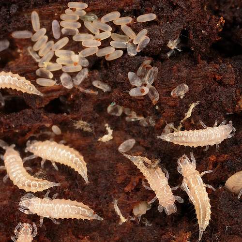 Превью фотографии фотографа Александр Зорин