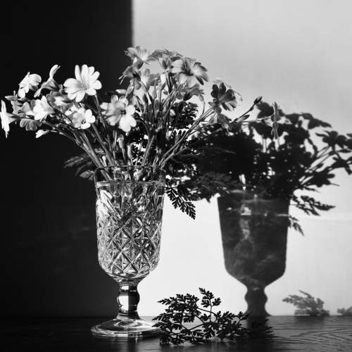 Превью фотографии фотографа Shadow Anna