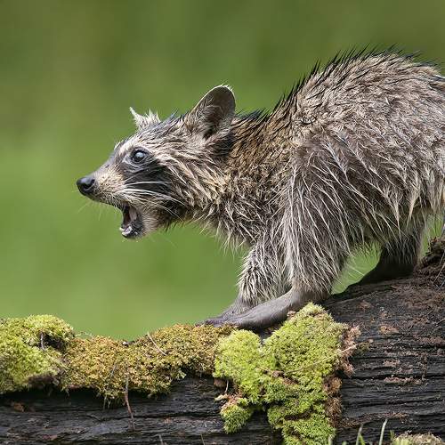 Preview Photographer\'s photo Etkind Elizabeth