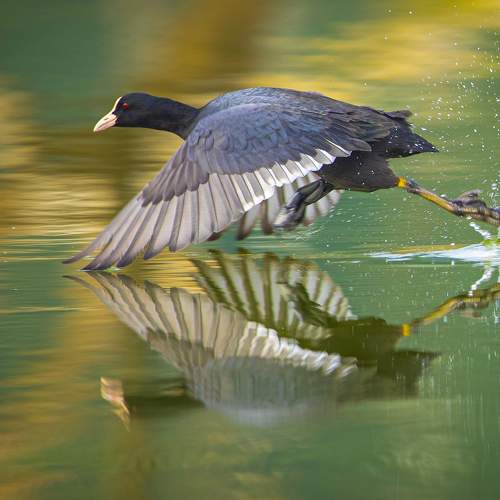 Preview Photographer\'s photo Vo Rin