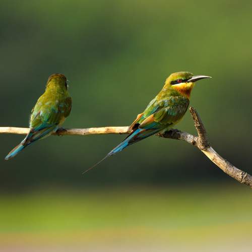 Превью фотографии фотографа G N RAJA