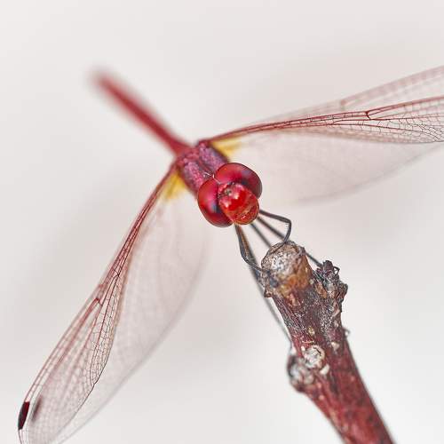 Превью фотографии фотографа David Solodar