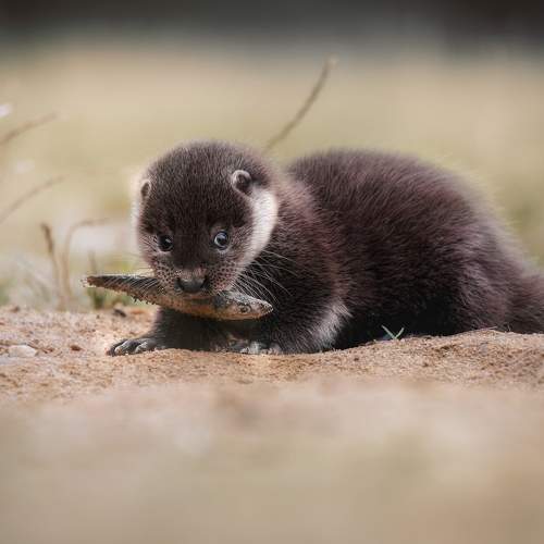 Preview Photographer\'s photo Michaela Firešová