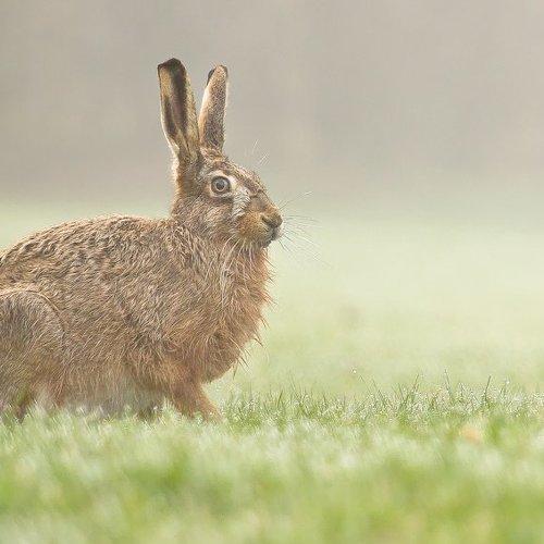 Превью фотографии фотографа Patryk Ignacak