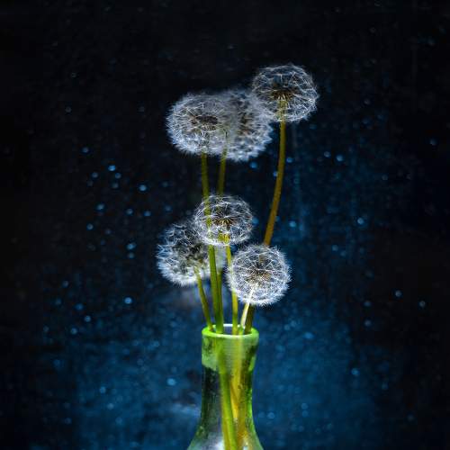 Превью фотографии фотографа Shadow Anna