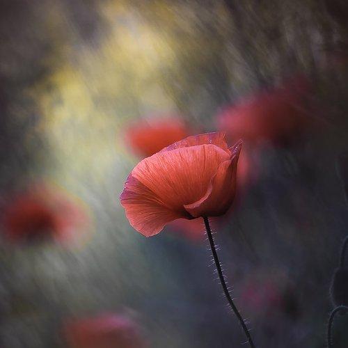 Preview Photographer\'s photo Gabriel Prescornita