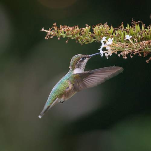 Превью фотографии фотографа Yury Lugansky