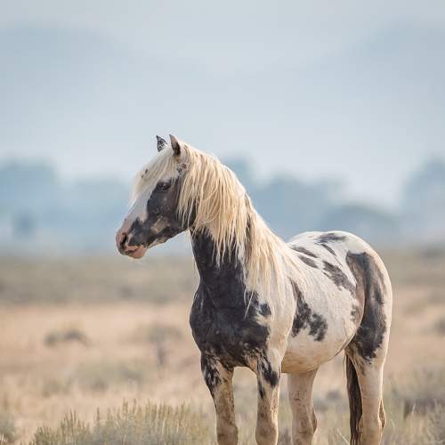 Preview Photographer\'s photo Tony Douzenis