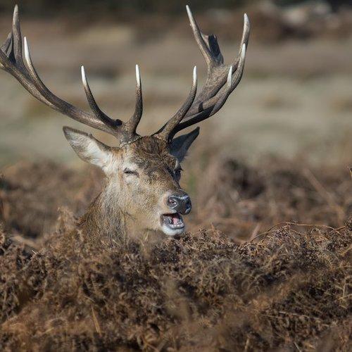 Превью фотографии фотографа Jimmy Stoikov