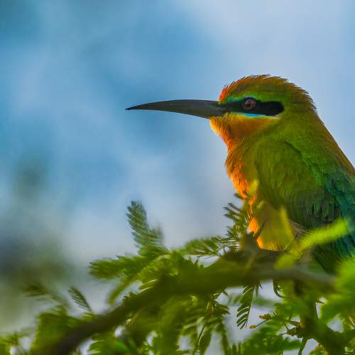 Preview Photographer\'s photo Basavaraj M