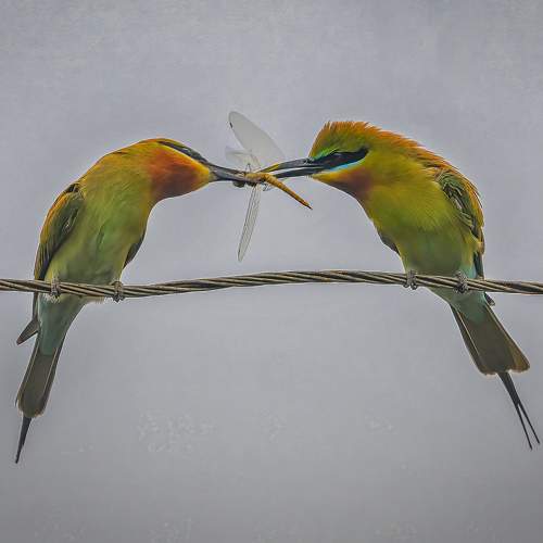 Preview Photographer\'s photo Basavaraj M