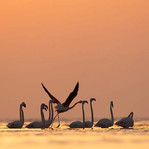 Превью фотографии фотографа Dr Ajay Kumar Singh