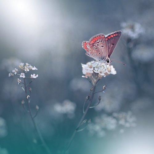 Превью фотографии фотографа Juliana Nan