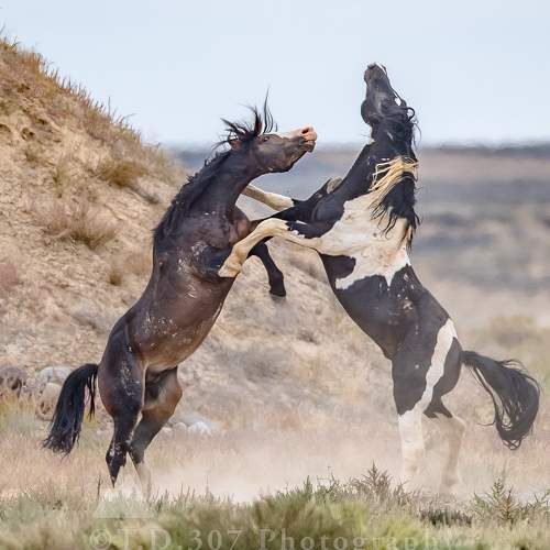 Превью фотографии фотографа Tony Douzenis