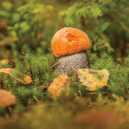 Превью фотографии фотографа Напалкин Станислав