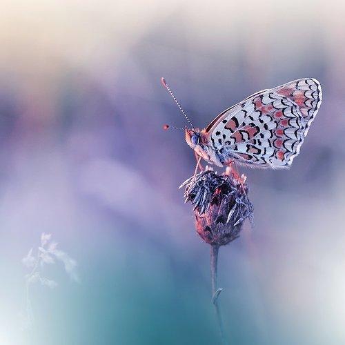 Превью фотографии фотографа Juliana Nan