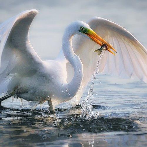 Превью фотографии фотографа Денис Кривой