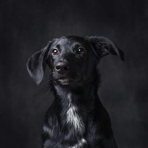 Превью фотографии фотографа Максим Вышарь