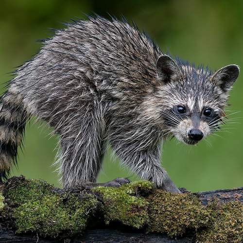 Preview Photographer\'s photo Etkind Elizabeth