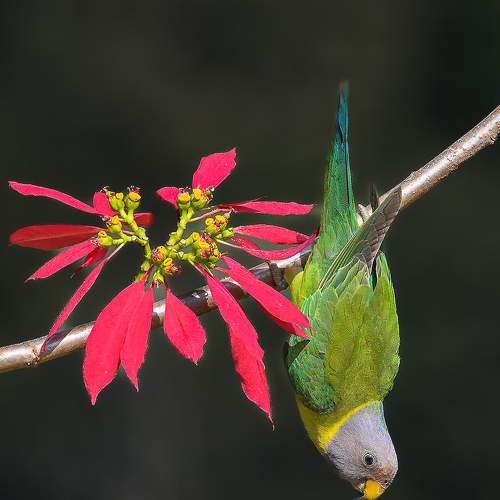 Превью фотографии фотографа Basavaraj M