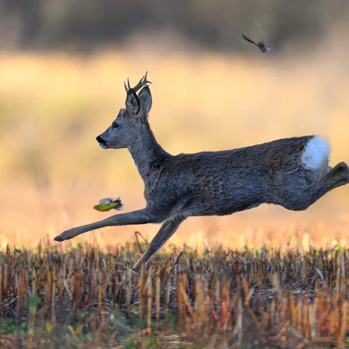 Превью фотографии фотографа Kreicbergs Maris